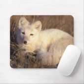 Arctic fox, Alopex lagopus Mousepad (Mit Mouse)