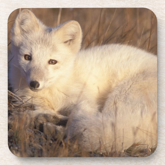 Arctic fox, Alopex lagopus Untersetzer (Vorderseite)