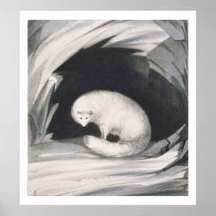 Arctic Fox, aus "Erzählung einer zweiten Reise in Poster