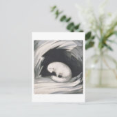Arctic Fox, aus "Erzählung einer zweiten Reise in Postkarte (Stehend Vorderseite)