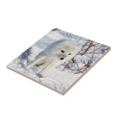 Arctic Fox , Churchill Wildlife Management Area Fliese (Seite)