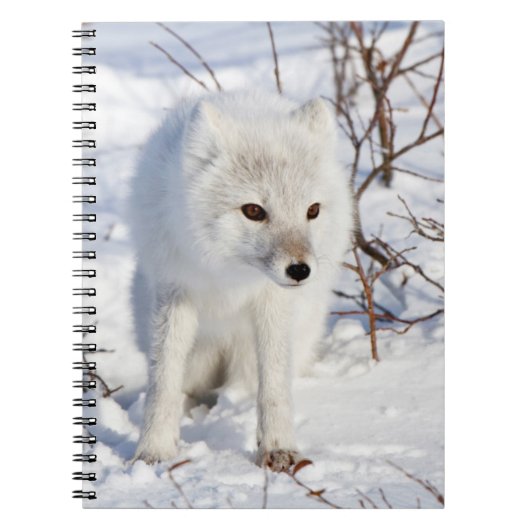 Arctic Fox , Churchill Wildlife Management Area Notizblock (Vorderseite)