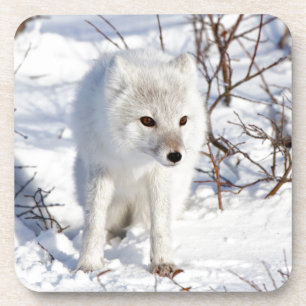 Arctic Fox , Churchill Wildlife Management Area Untersetzer