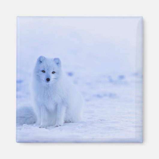 Arctic Fox, Island Foto Magnet (Vorne)
