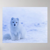 Arctic Fox, Island Poster (Vorne)