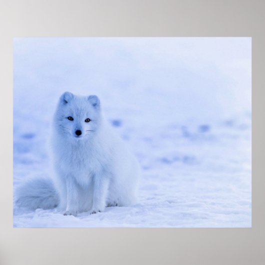 Arctic Fox, Island Poster (Vorne)