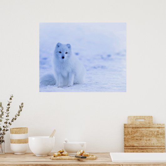 Arctic Fox, Island Poster (Küche)