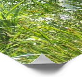 Arctic Fox Poster (Ecke)