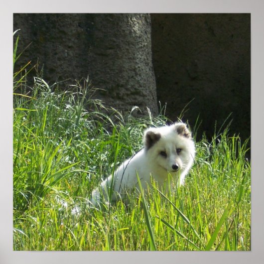 Arctic Fox Poster (Vorne)