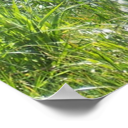 Arctic Fox Poster (Ecke)