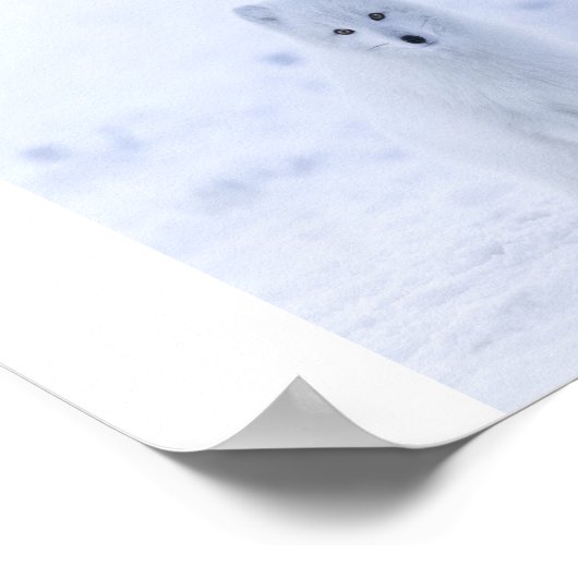 Arctic Fox Poster (Ecke)