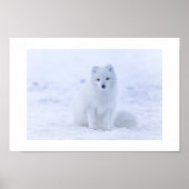 Arctic Fox Poster (Vorne)