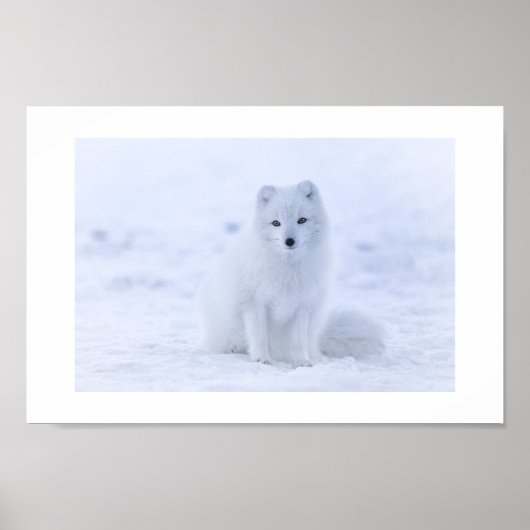 Arctic Fox Poster (Vorne)