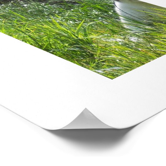 Arctic Fox Poster (Ecke)