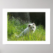 Arctic Fox Poster (Vorne)