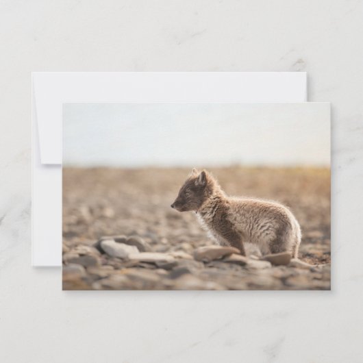 Arctic Fox Svalbard Card (Vorderseite)