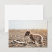 Arctic Fox Svalbard Card (Vorne/Hinten)