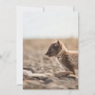 Arctic Fox Wildlife Photo Karte