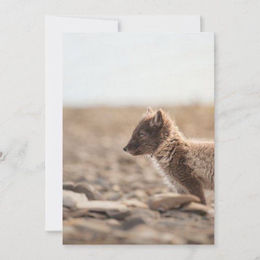 Arctic Fox Wildlife Photo Karte (Vorderseite)