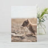 Arctic Fox Wildlife Photo Karte (Stehend Vorderseite)