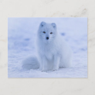 Fuchs Arctic Fox 3 -D Ansichtskarte: Polar Alopex lagopus 