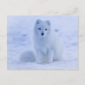 Arctic Fuchs Postkarte (Vorderseite)