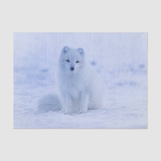 Arctic Fuchs Tissue Paper Seidenpapier (Vorderseite)