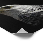 Arctic Gyrfalcon Portrait Painting Poster (Ecke)