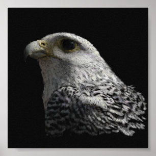 Arctic Gyrfalcon Portrait Painting Poster