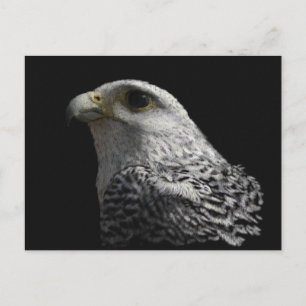 Arctic Gyrfalcon Portrait Painting Postkarte
