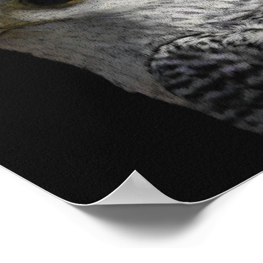 Arctic Gyrfalcon Poster (Ecke)