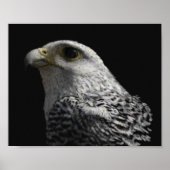 Arctic Gyrfalcon Poster (Vorne)