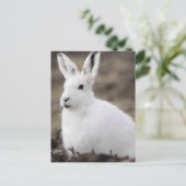 Arctic Hare Postkarte (Stehend Vorderseite)