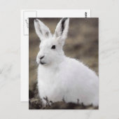Arctic Hare Postkarte (Vorne/Hinten)