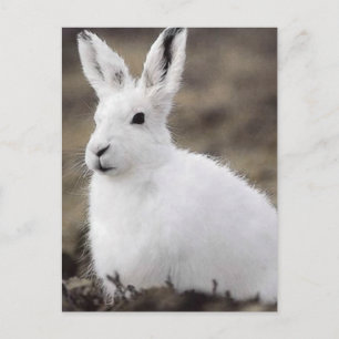 Arctic Hare Postkarte