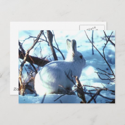Arctic Hare Postkarte (Vorne/Hinten)
