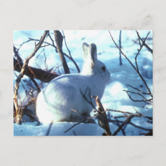 Arctic Hare Postkarte