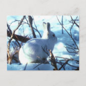 Arctic Hare Postkarte (Vorderseite)