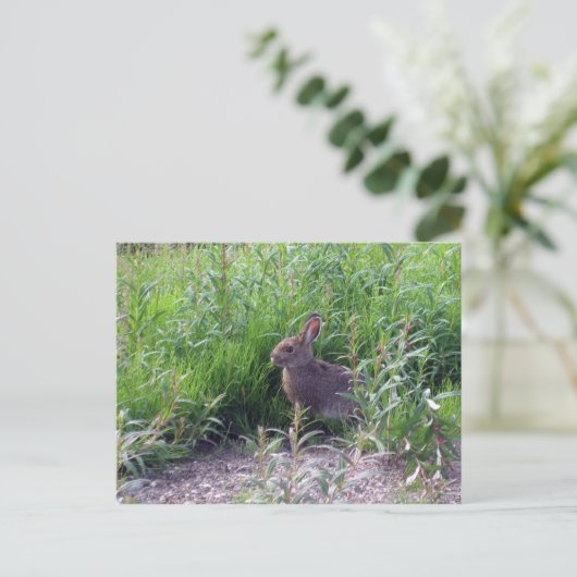 Arctic Hare Postkarte (Stehend Vorderseite)