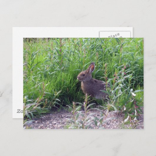 Arctic Hare Postkarte (Vorne/Hinten)