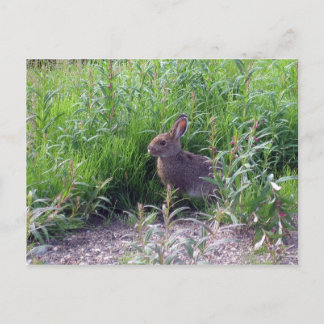 Arctic Hare Postkarte
