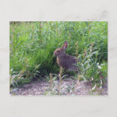 Arctic Hare Postkarte (Vorderseite)