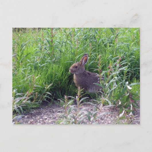 Arctic Hare Postkarte (Vorderseite)