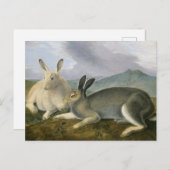 Arctic Hare von John James Audubon Postkarte (Vorne/Hinten)