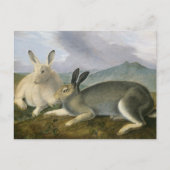 Arctic Hare von John James Audubon Postkarte (Vorderseite)
