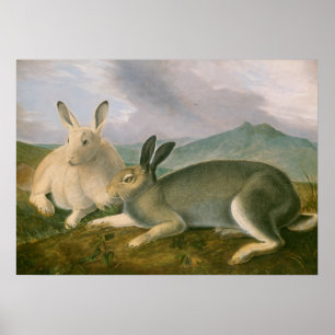 Arctic Hares Couple Landschaft Aquarellöl Poster