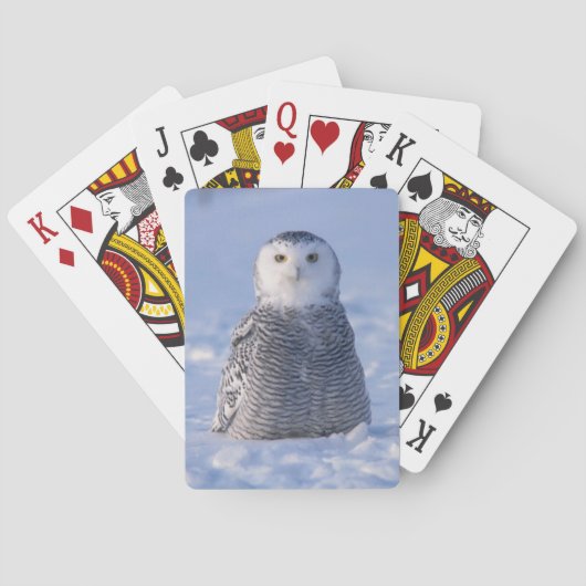Arctic Snowy Owl Alaska Winter Scene Playing Card Spielkarten (Rückseite)