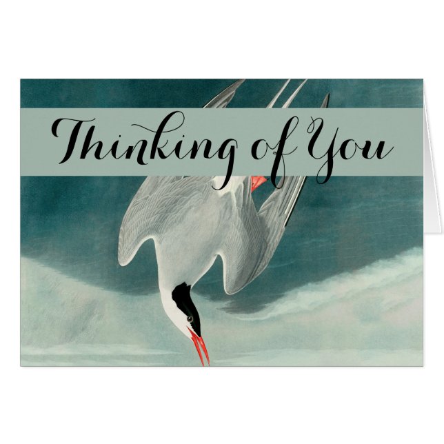 Arctic Tern Audubon Bird Wildlife Painting (Vorderseite (Horizontal))