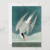 Arctic Tern Audubon Bird Wildlife Painting Einladung (Rückseite)