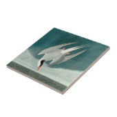 Arctic Tern Audubon Bird Wildlife Painting Fliese (Seite)